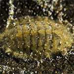 Chiton 08